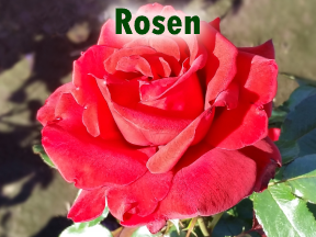 Rosen